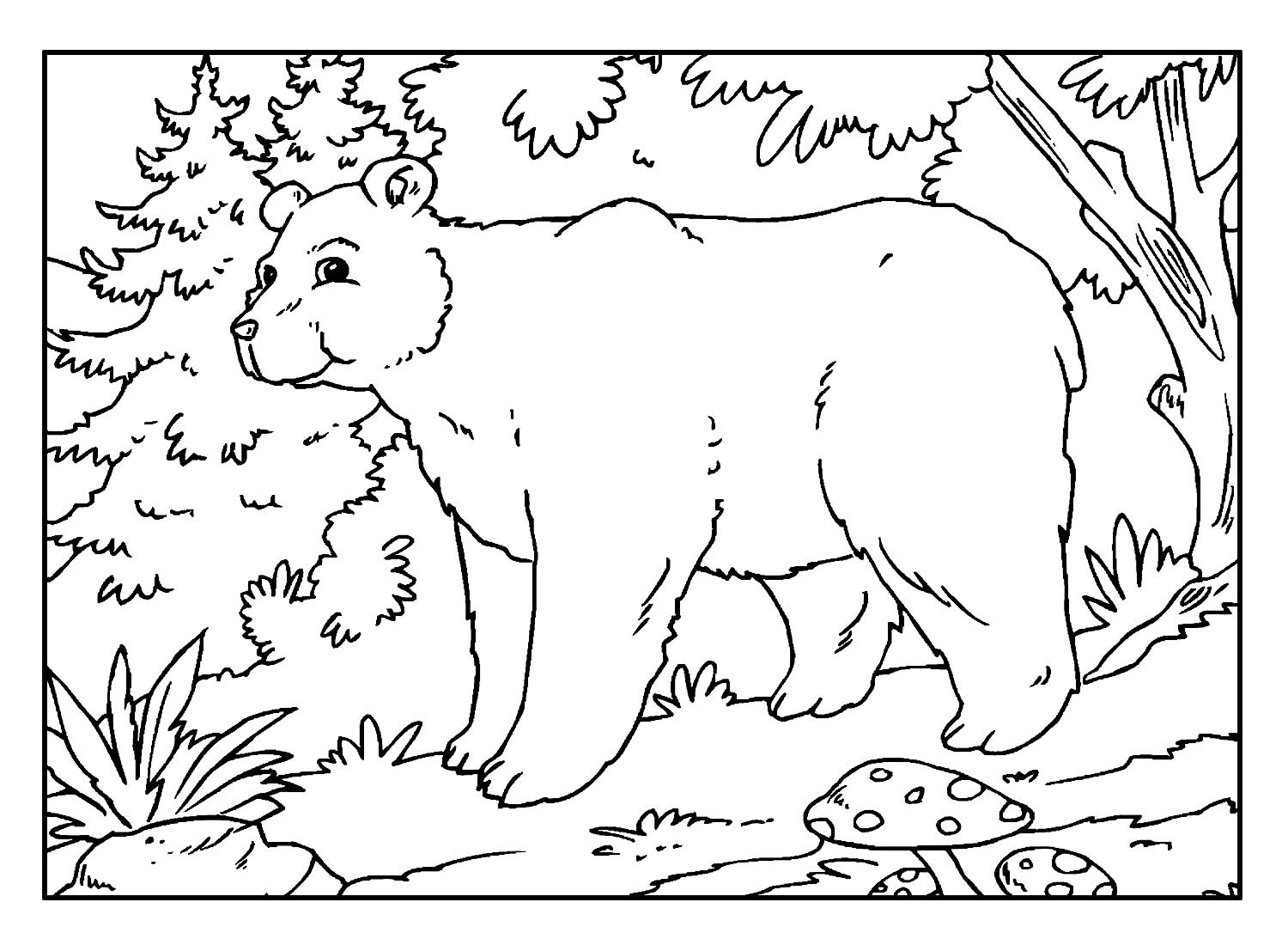 Desenhos De Urso Para Colorir Bora Colorir