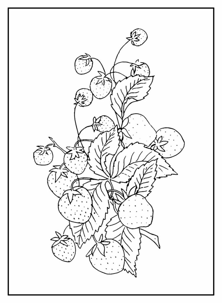 Desenhos De Morango Para Colorir Bora Colorir