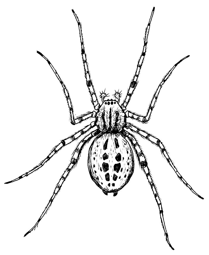 Desenhos De Aranha Para Colorir Bora Colorir