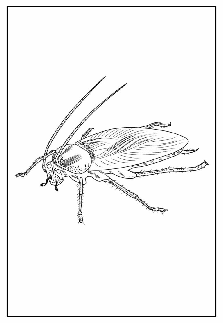 Desenhos De Baratas Para Colorir Bora Colorir