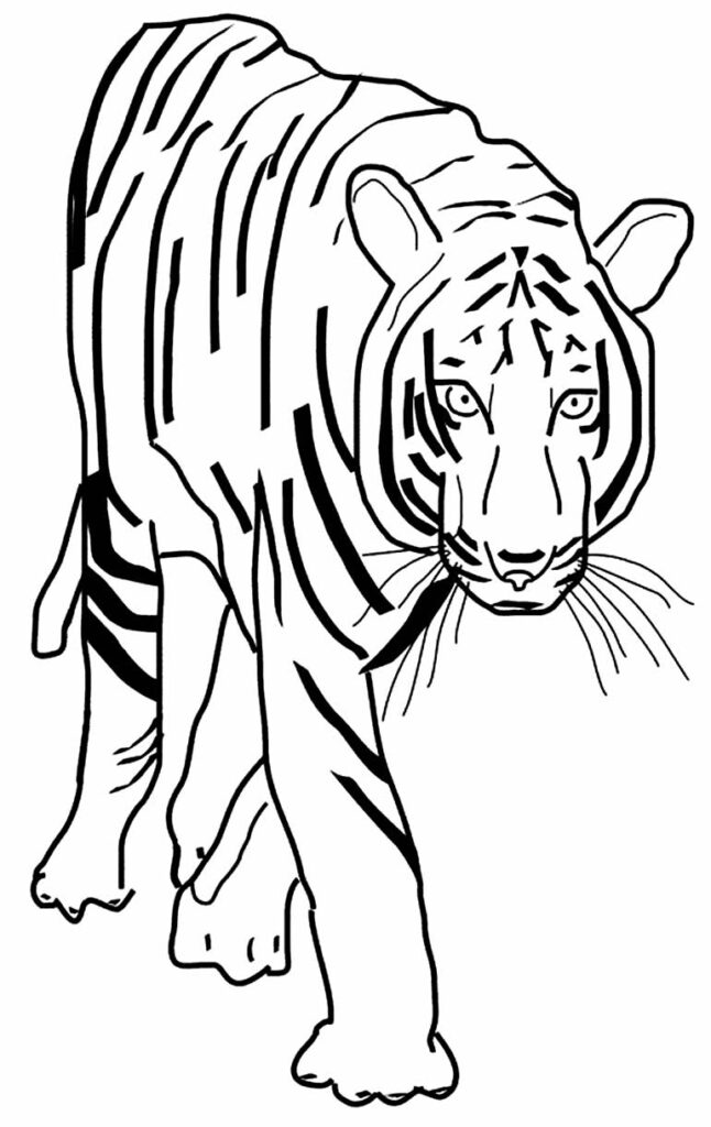 Desenhos de Tigre para pintar e colorir