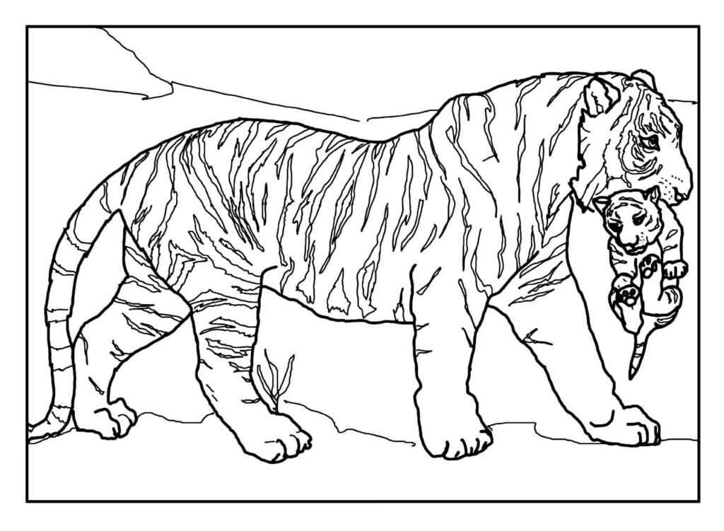 Desenhos para colorir de Tigre