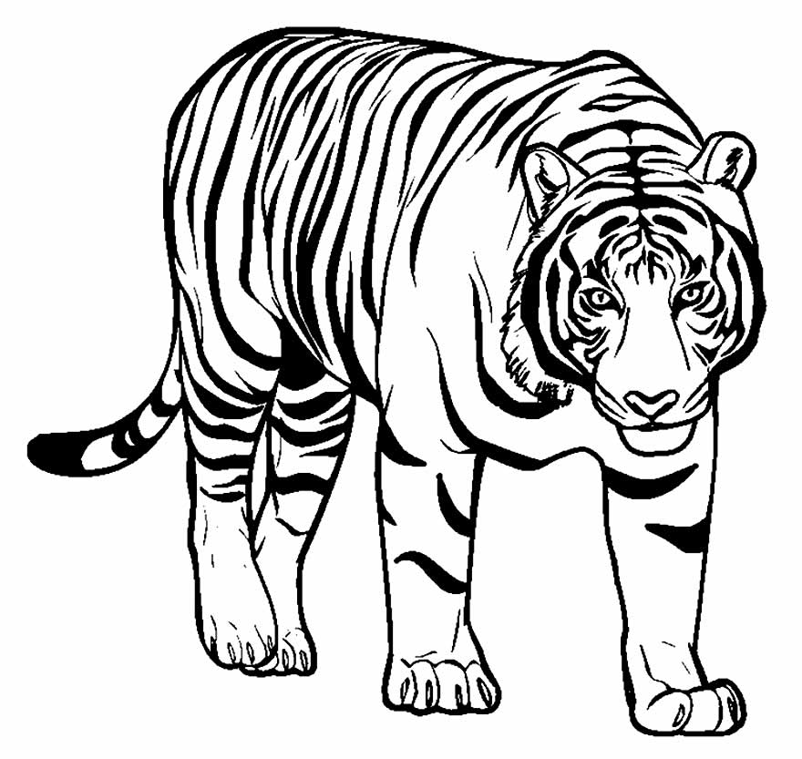 Tigre para pintar - Desenho para colorir
