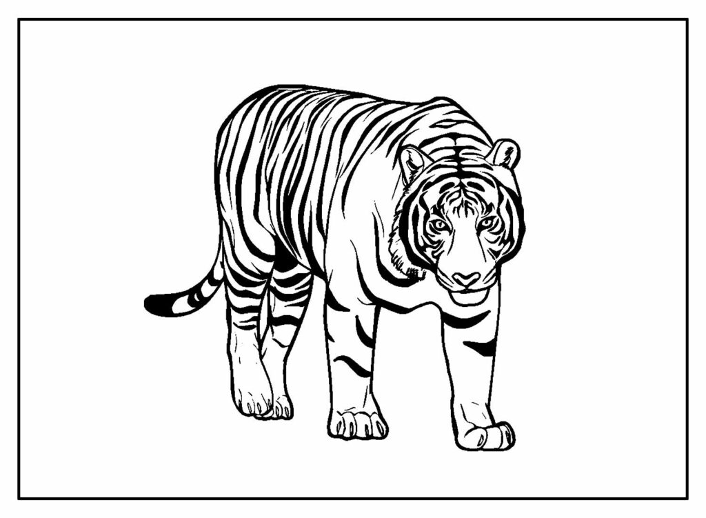 Desenho para colorir de Tigre