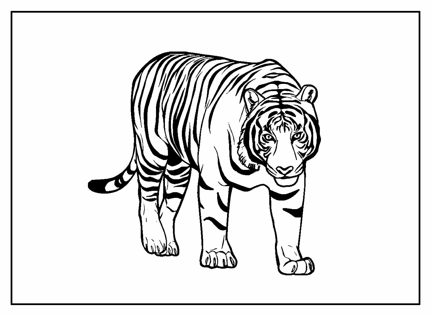 Desenhos De Tigre Para Colorir Bora Colorir 7693