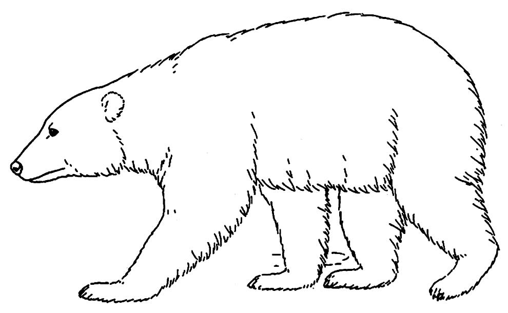 Desenho de Urso para pintar e colorir
