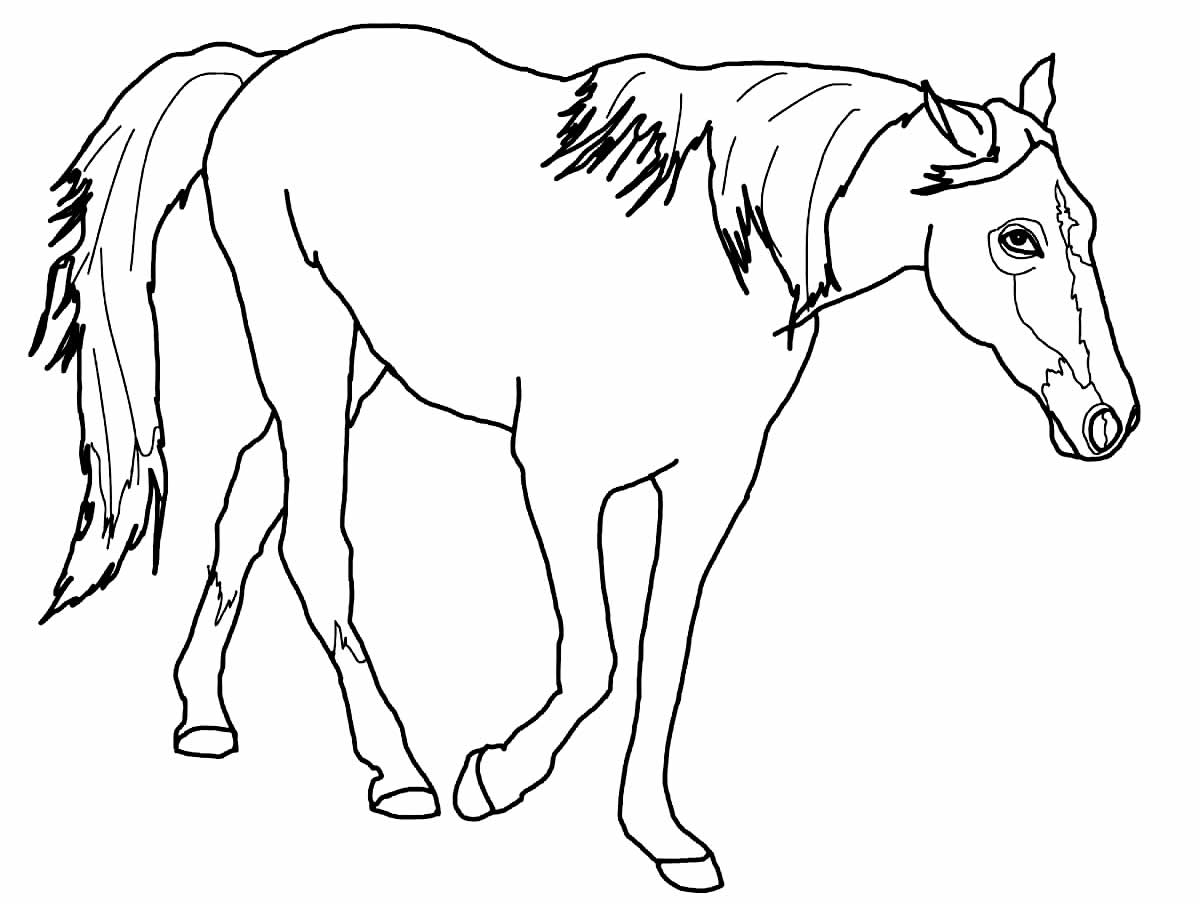 Desenhos de Cavalo para colorir - Bora Colorir