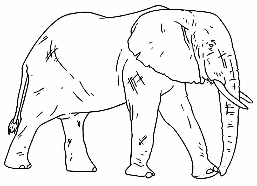Desenhos Elefantes para pintar