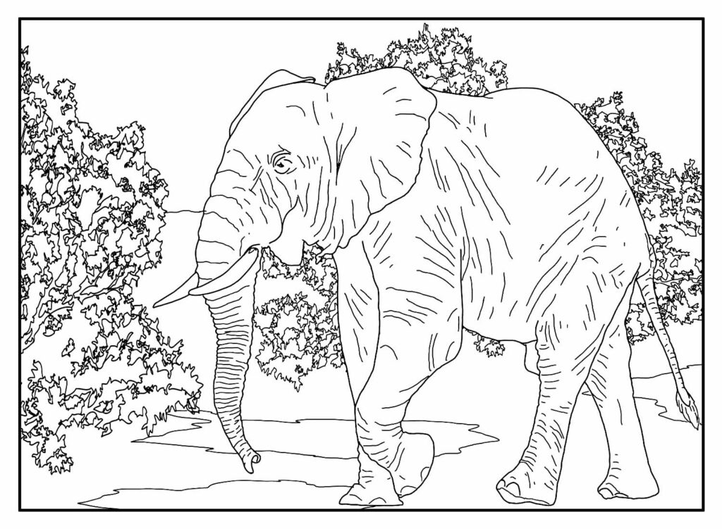 Desenhos Elefantes para pintar