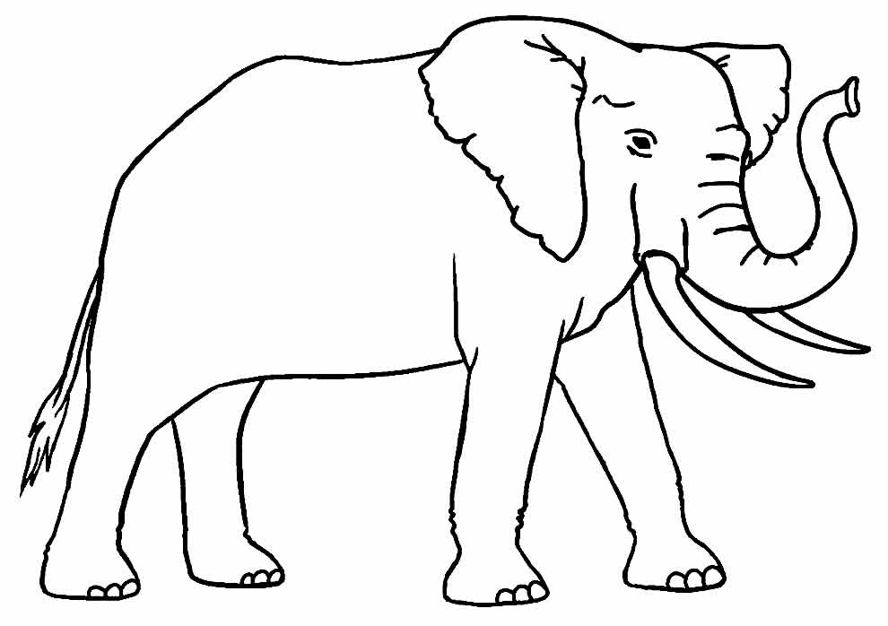 Desenho Realista de Elefante para colorir