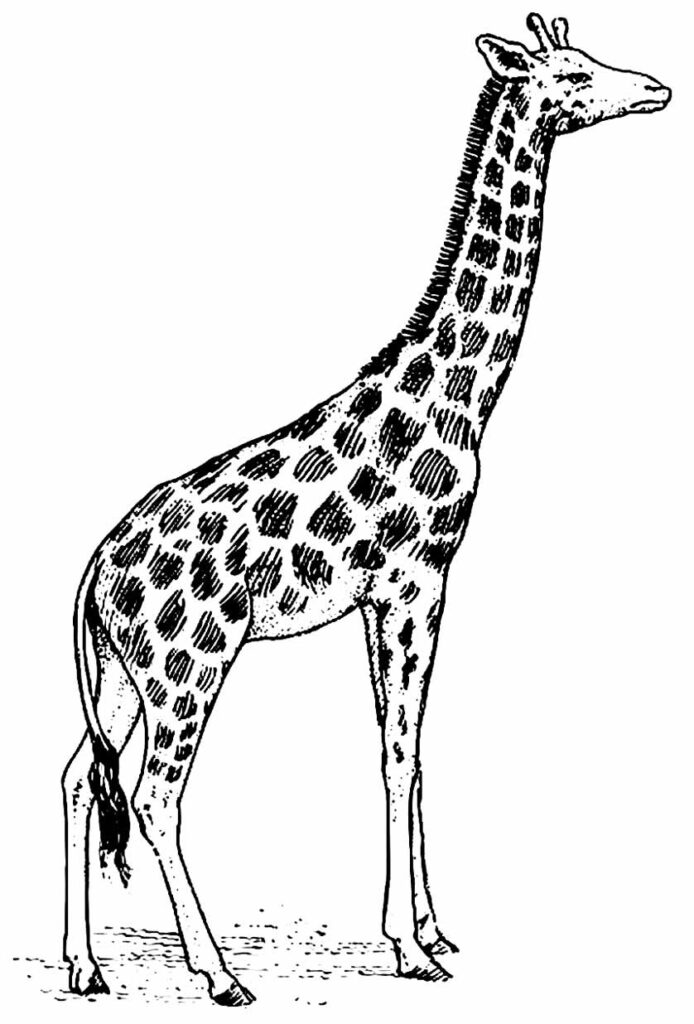 Desenho realista de Girafa para colorir