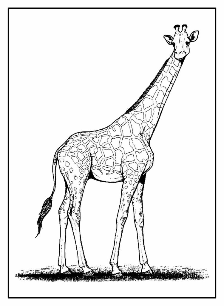 Lindo Desenho de Girafa para Colorir