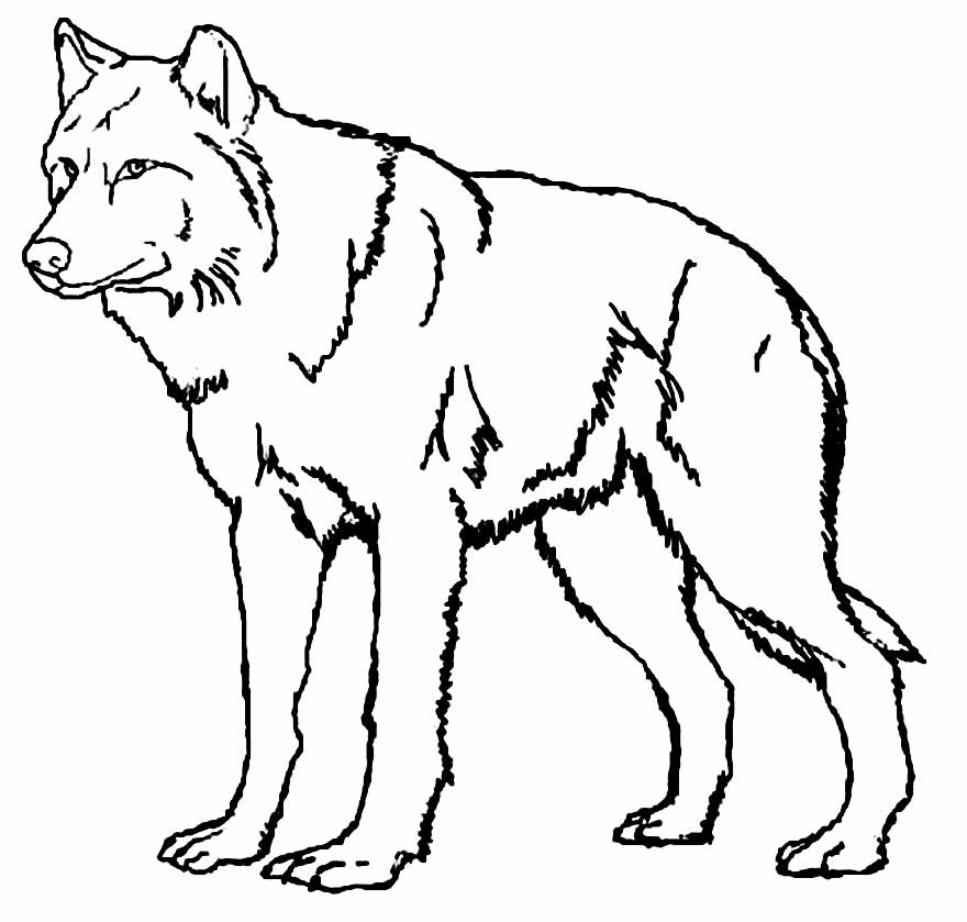 Desenho de Lobo para pintar