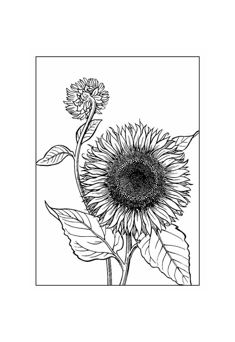 Desenho para pintar de Girassol