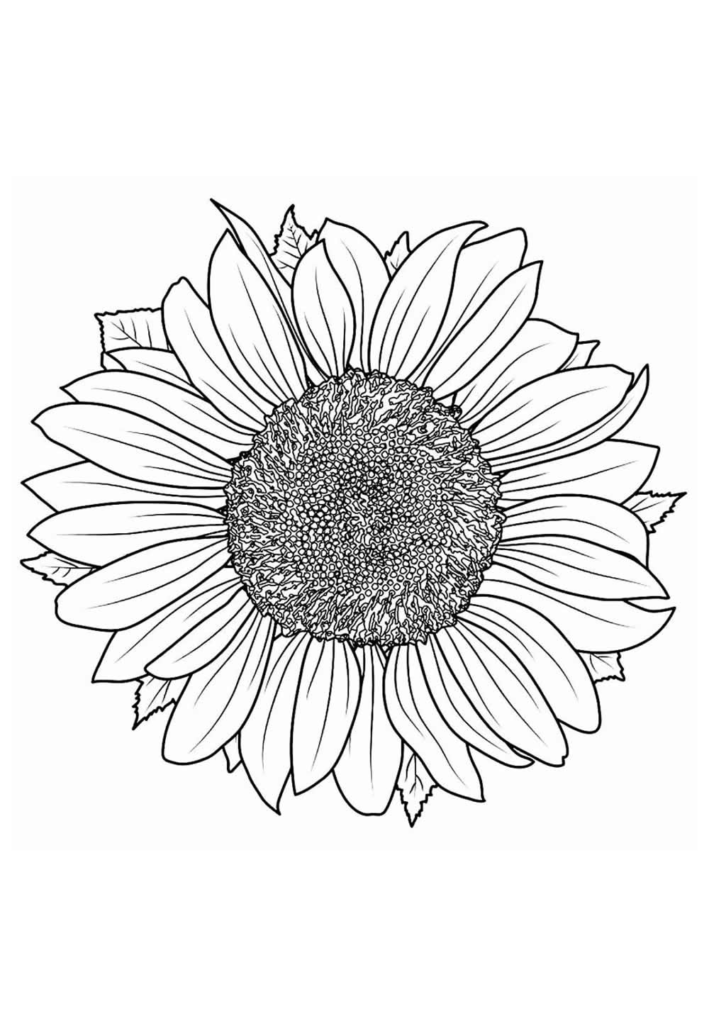 Desenho de Girassol para pintar