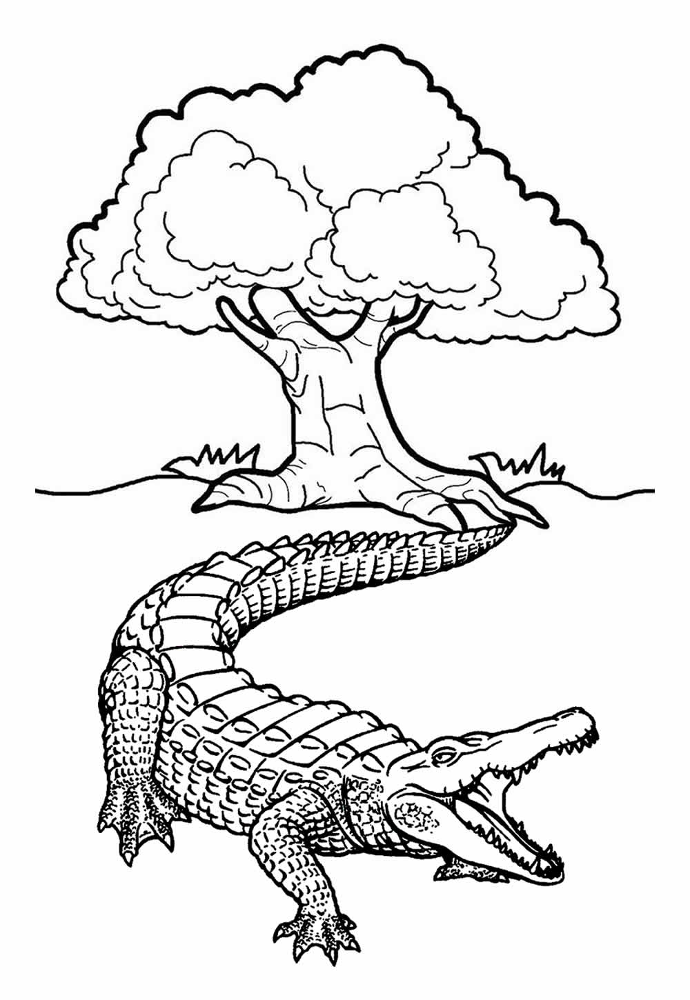 Desenho Jacaré Colorir