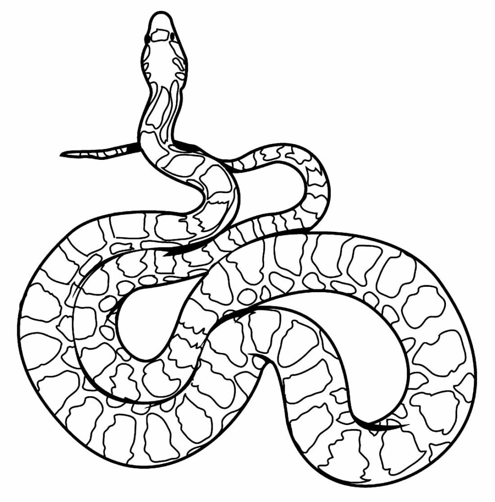 Desenhos de Cobra para colorir - Bora Colorir