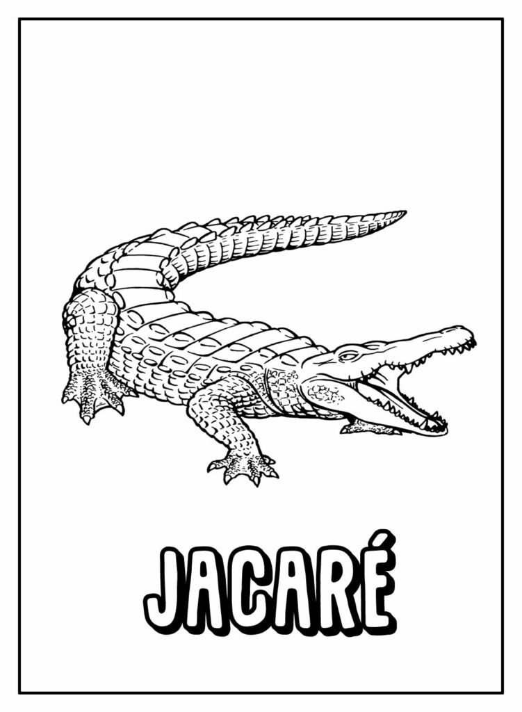 Desenho Educativo de Jacaré