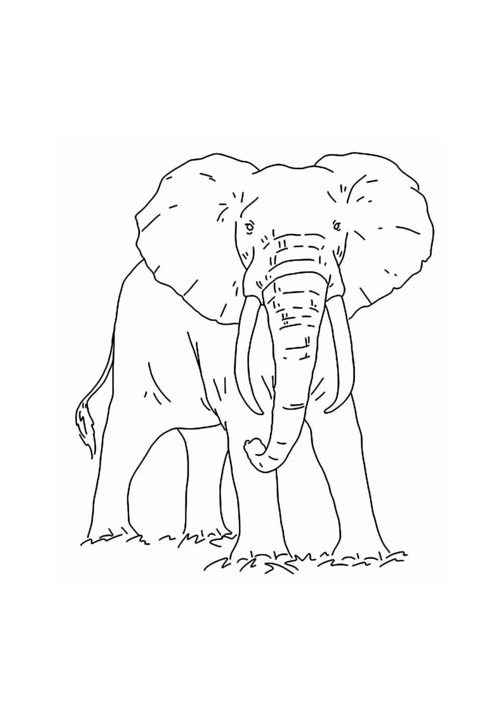 Desenho Realista Elefante