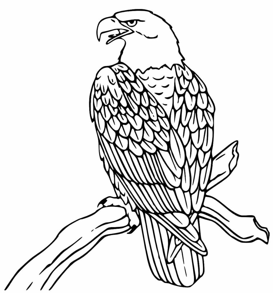 Desenho para colorir de Águia