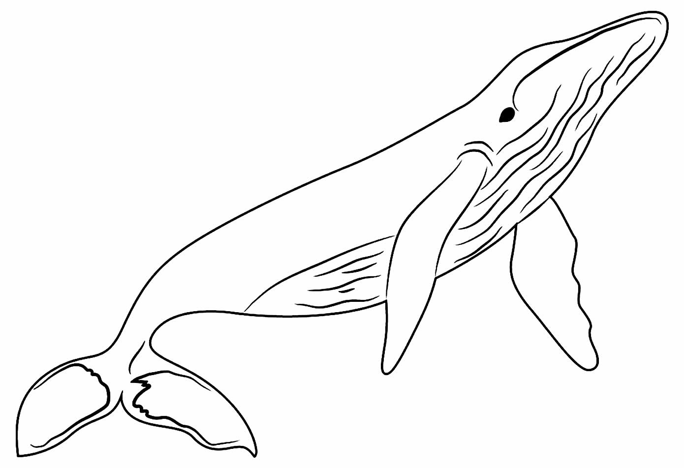 Desenhos de Baleia para colorir - Bora Colorir