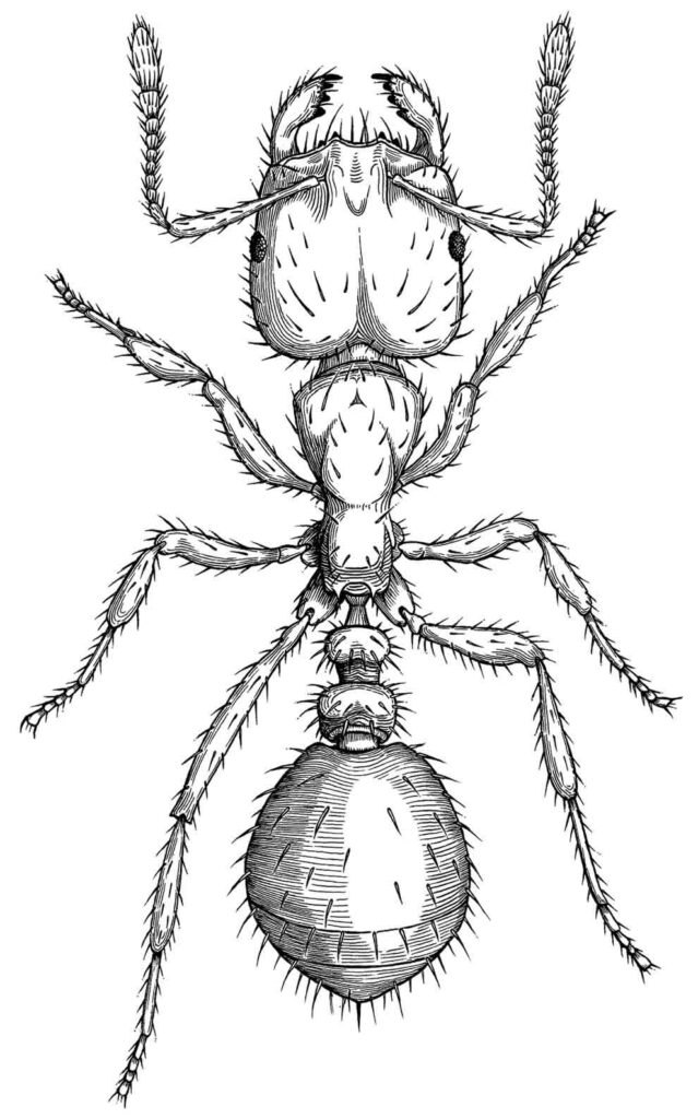 Carpinteiro formiga adulto página para colorir imagem realista contorno  linhas grossas