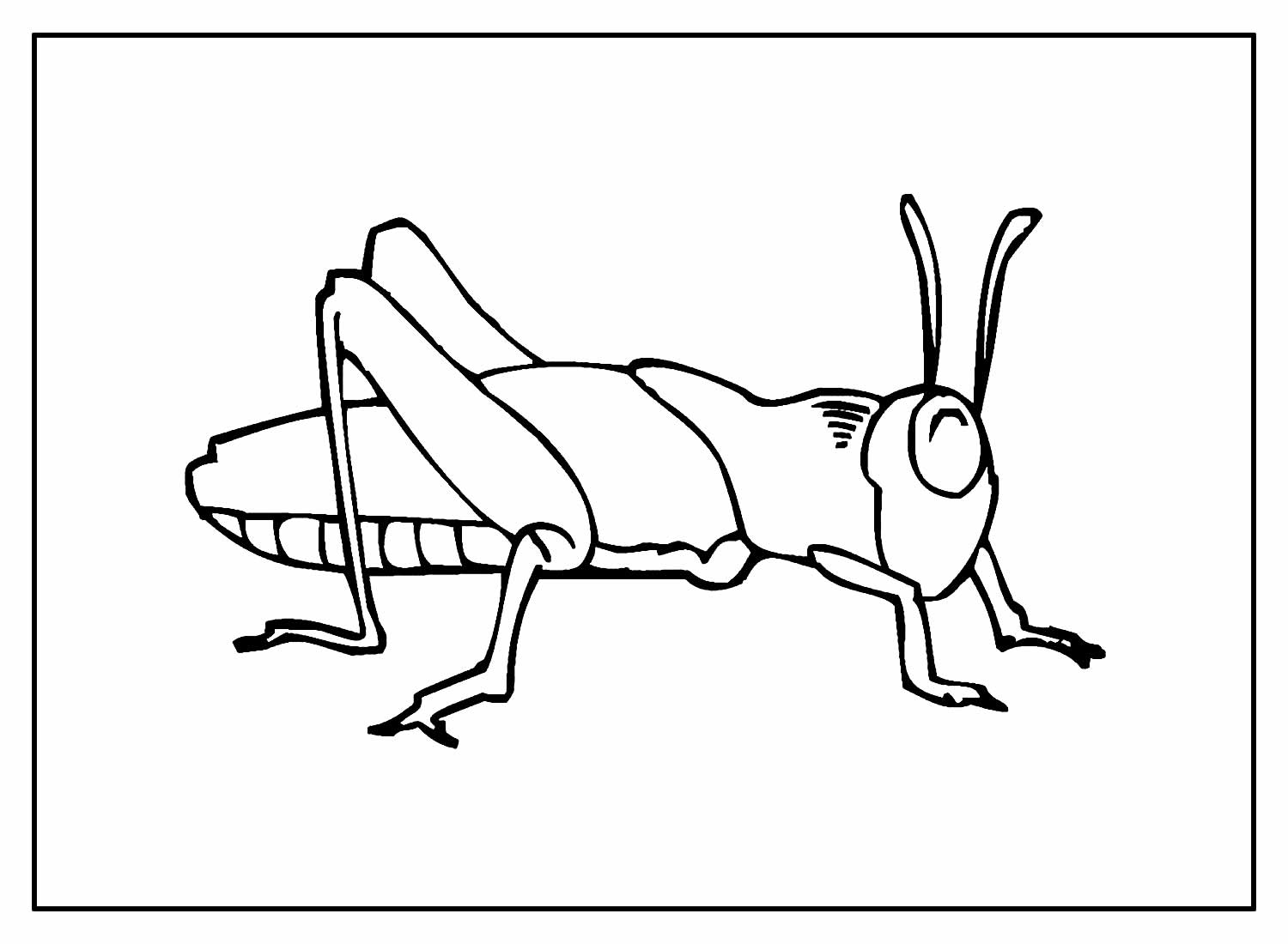 Desenhos De Gafanhotos Para Colorir Bora Colorir