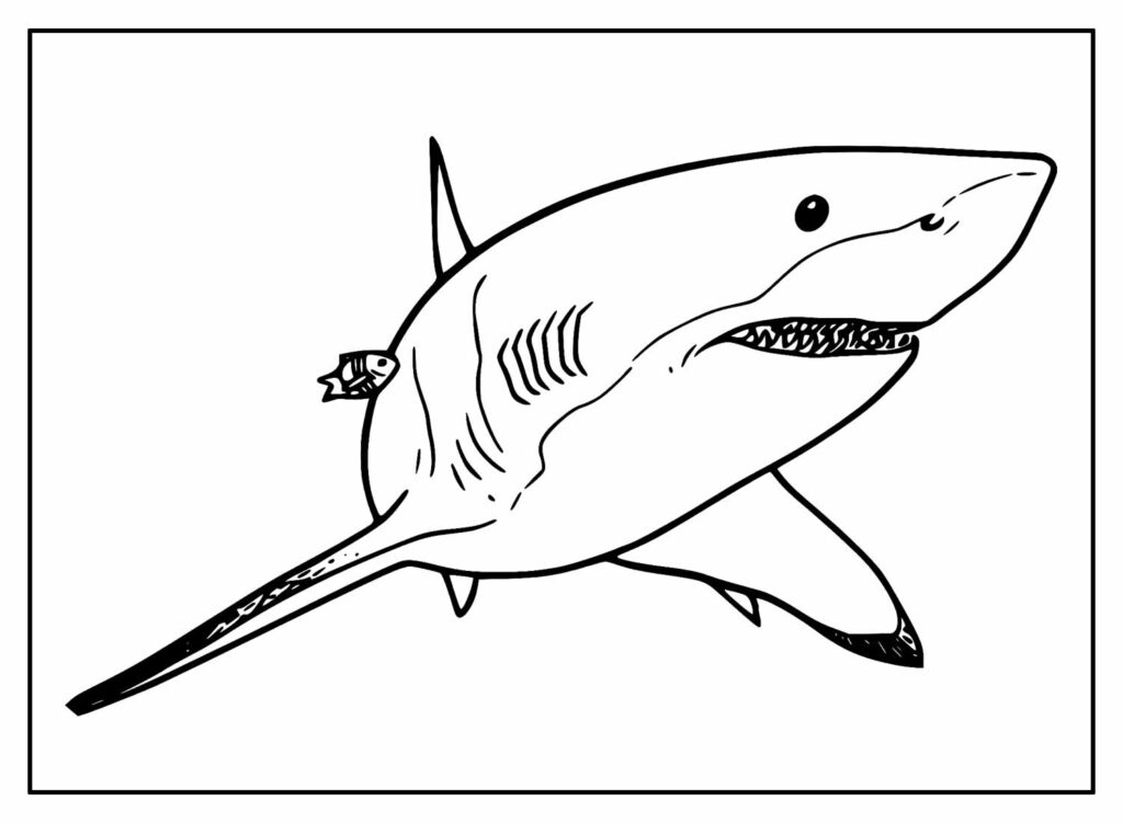 Tubarão para colorir - Desenho para pintar