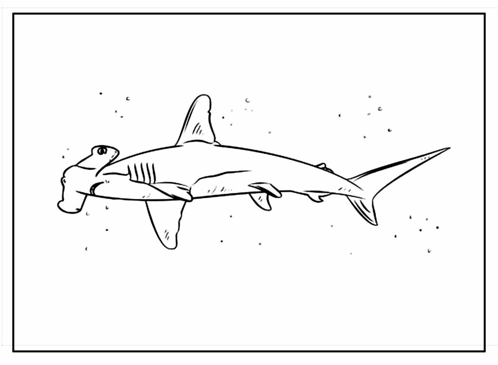 Desenho de Tubarão Martelo para pintar