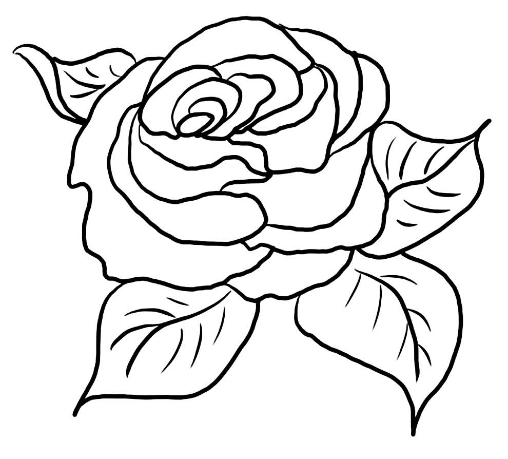 Desenho Rosa Colorir