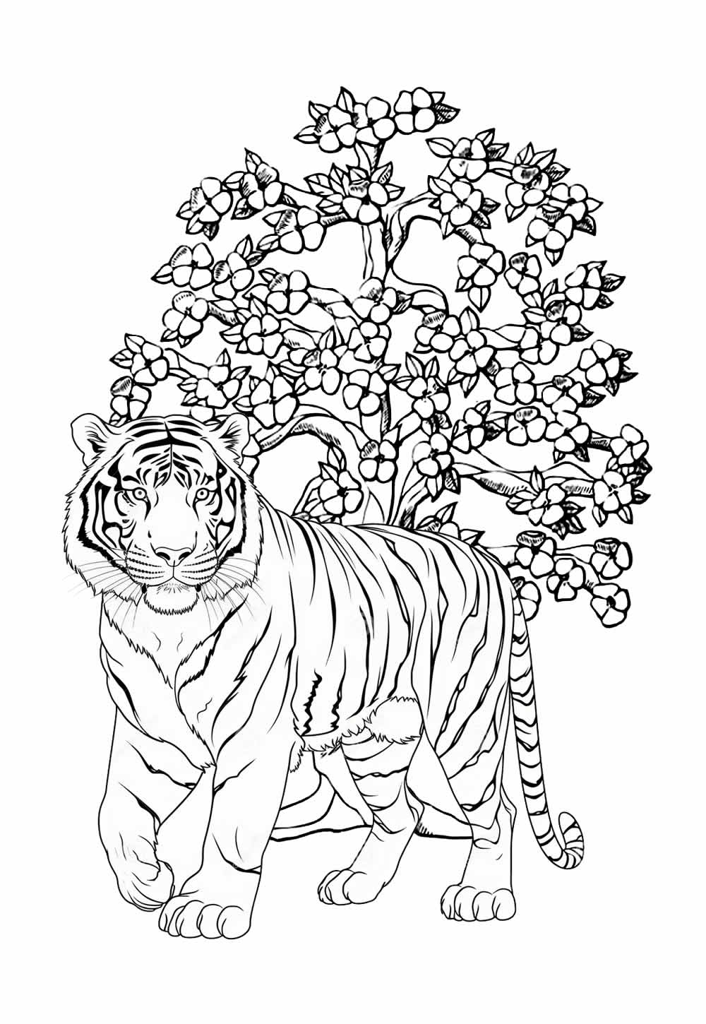 Desenho de Tigre