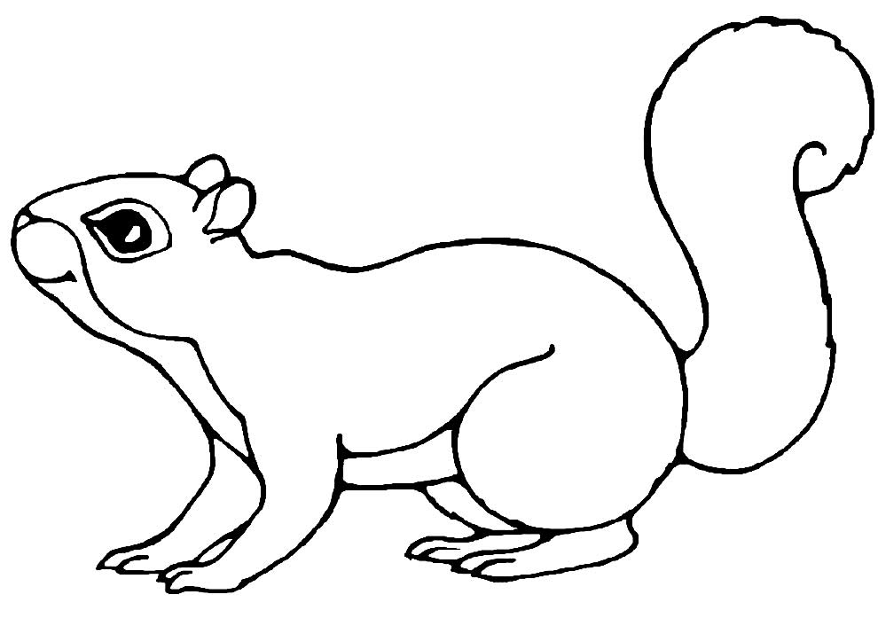 Desenho de Esquilo para colorir