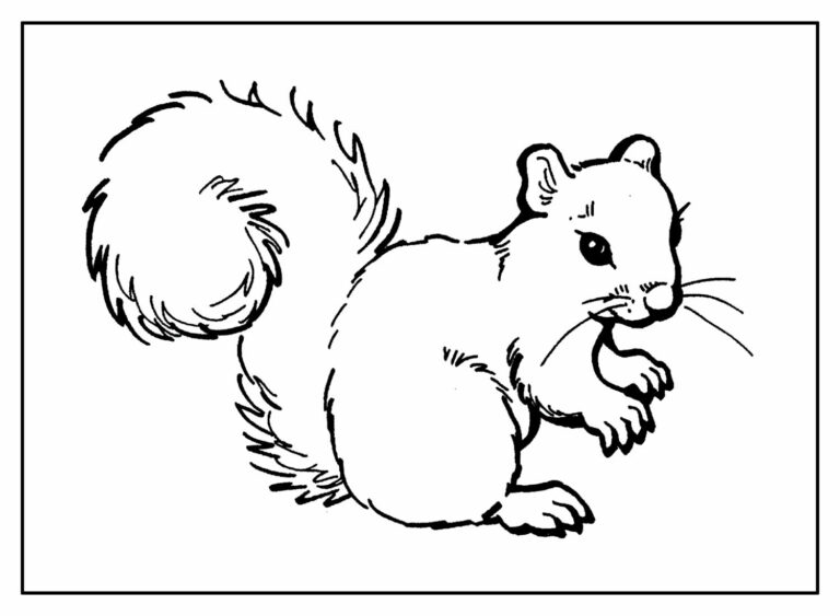 Desenhos de Esquilos para colorir - Bora Colorir