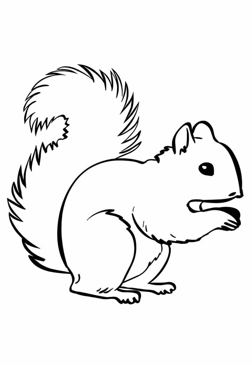 Desenho de Esquilo para pintar