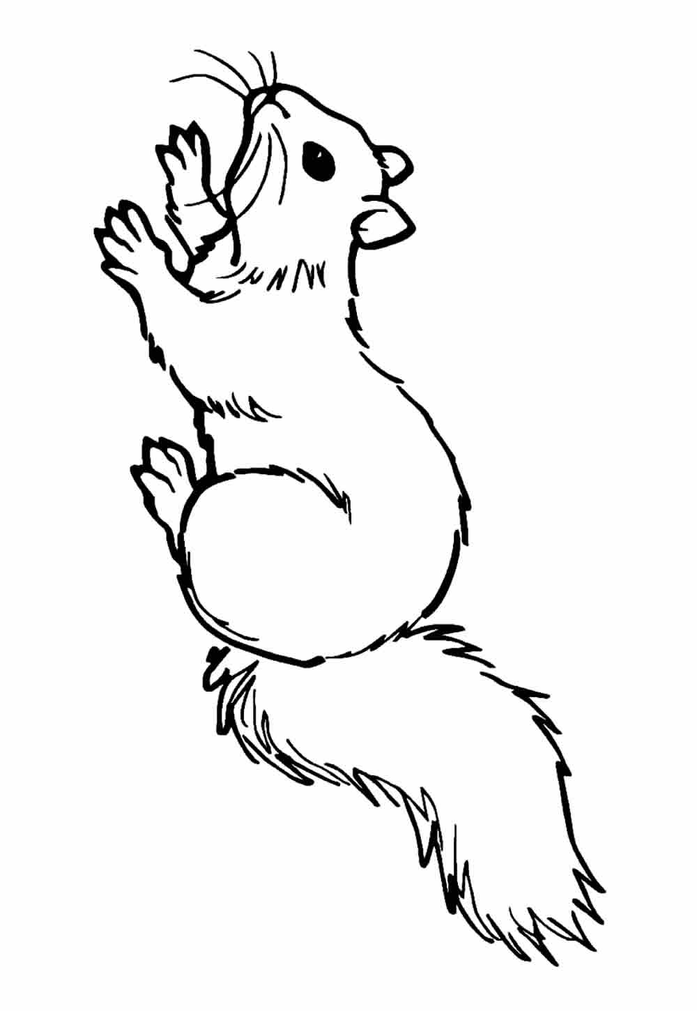 Desenho de Esquilo