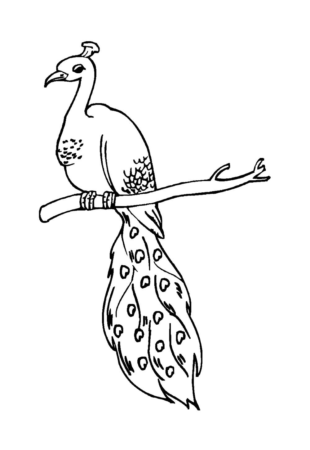 Desenhos de Pavão para pintar
