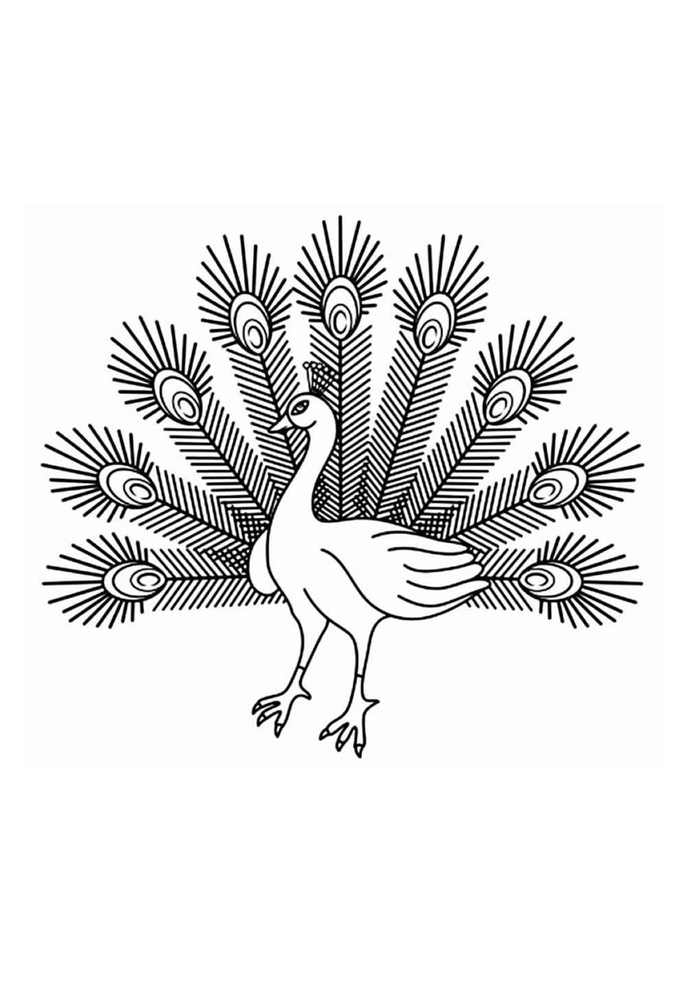 Pavão para colorir