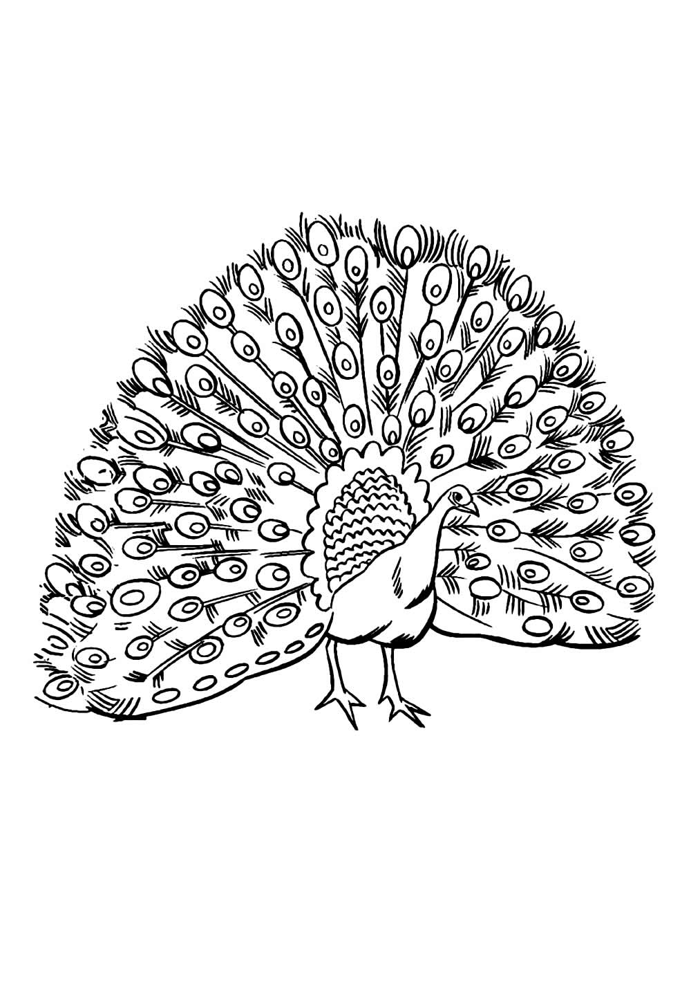 Pavão para imprimir e pintar