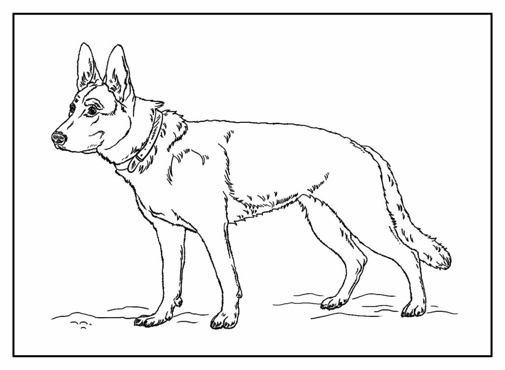 Desenho Para Colorir cachorro - pastor inglês - Imagens Grátis Para  Imprimir - img 27993