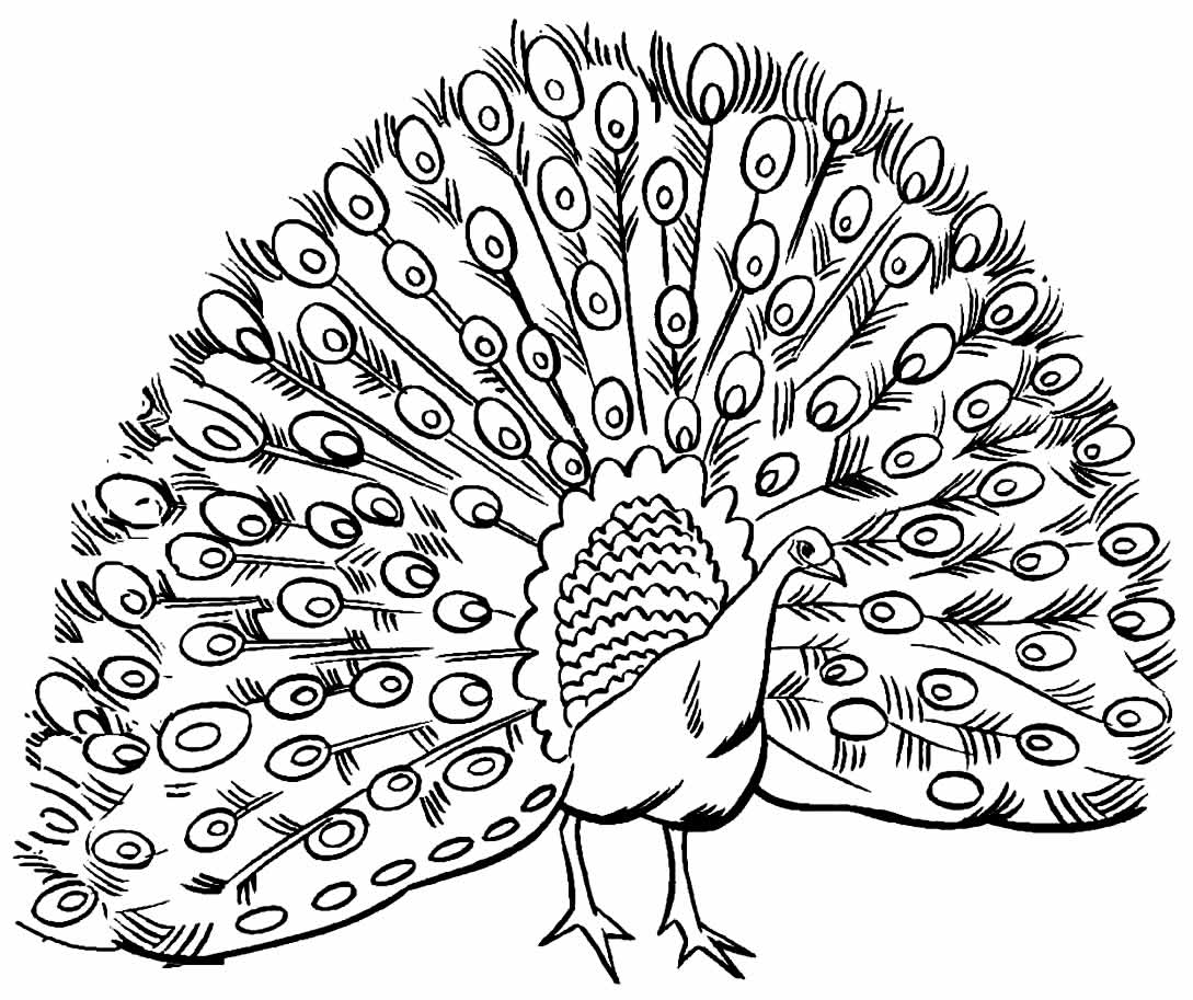 Desenhos de Pavão para colorir - Bora Colorir
