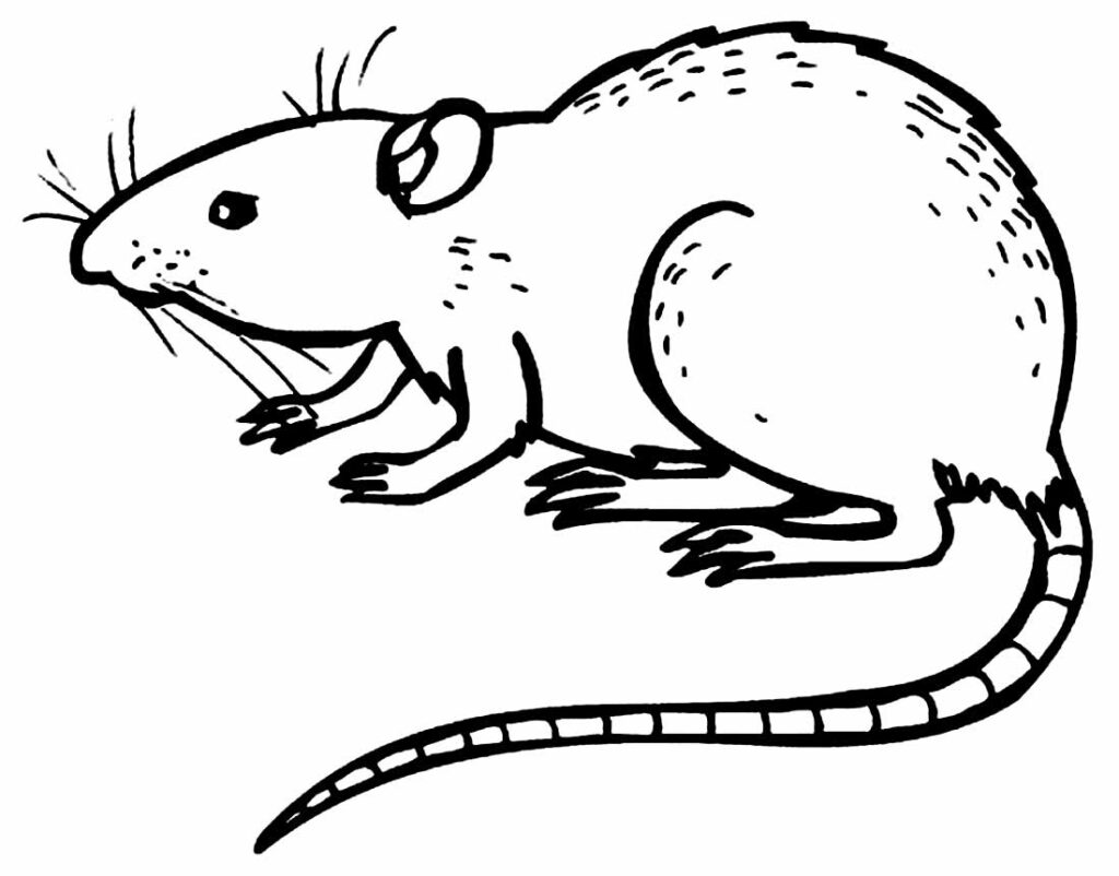 Desenhos de Rato para pintar