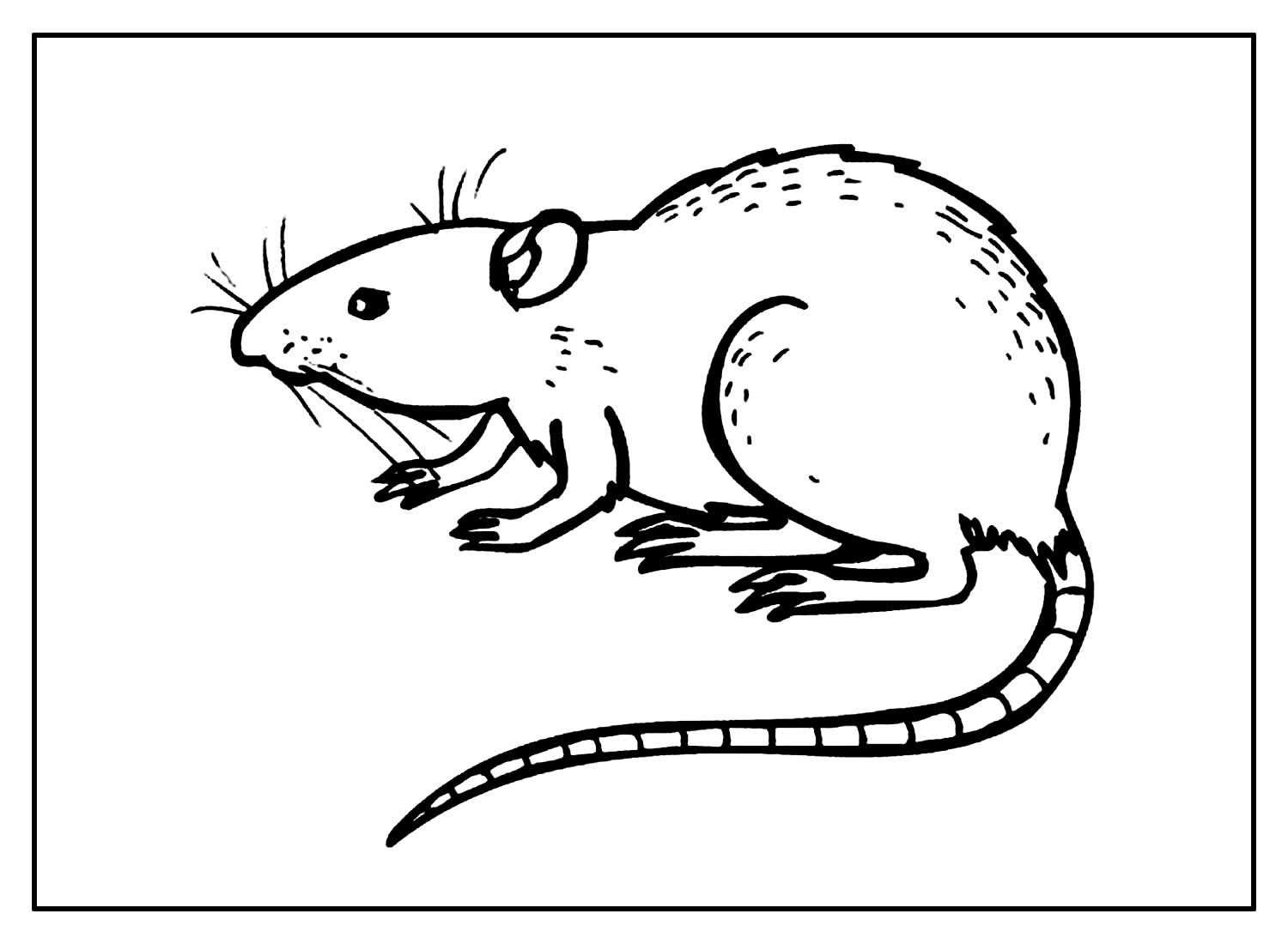 Desenhos de Rato para colorir - Bora Colorir