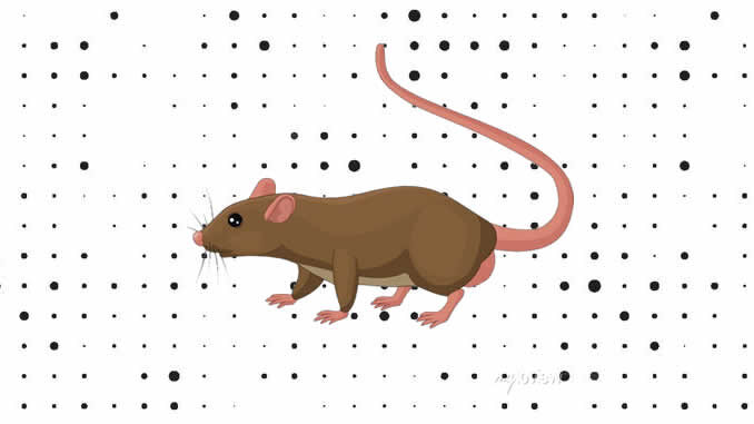 Desenhos de Rato