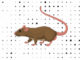 Desenhos de Rato