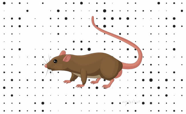 Desenhos de Rato para colorir