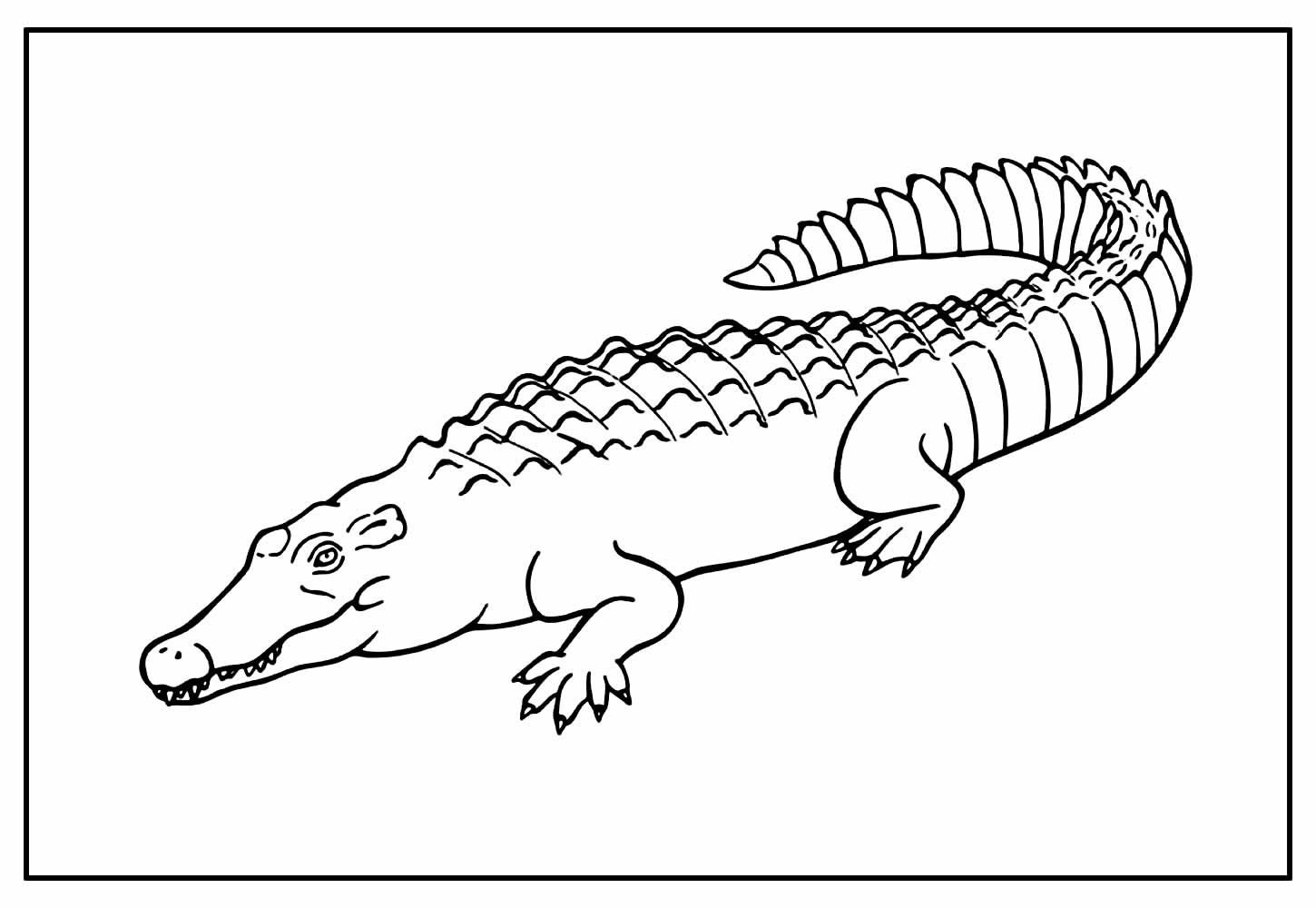 Desenho para pintar de Crocodilo