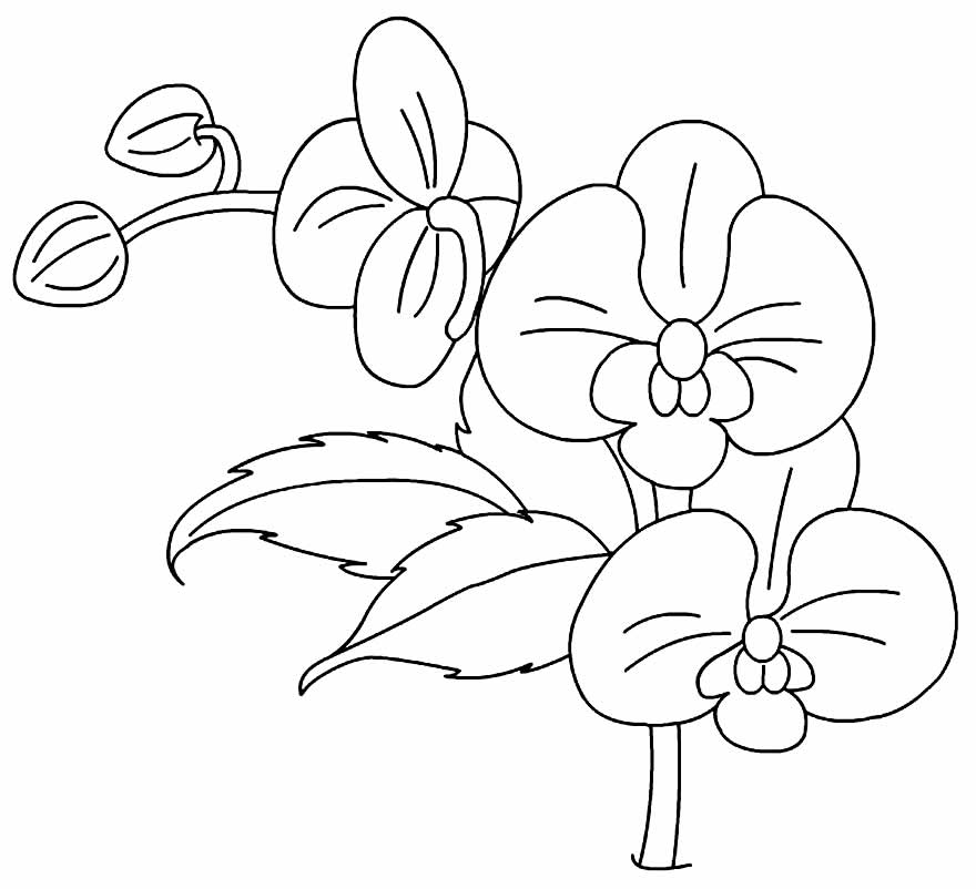Desenho de Orquídea para colorir