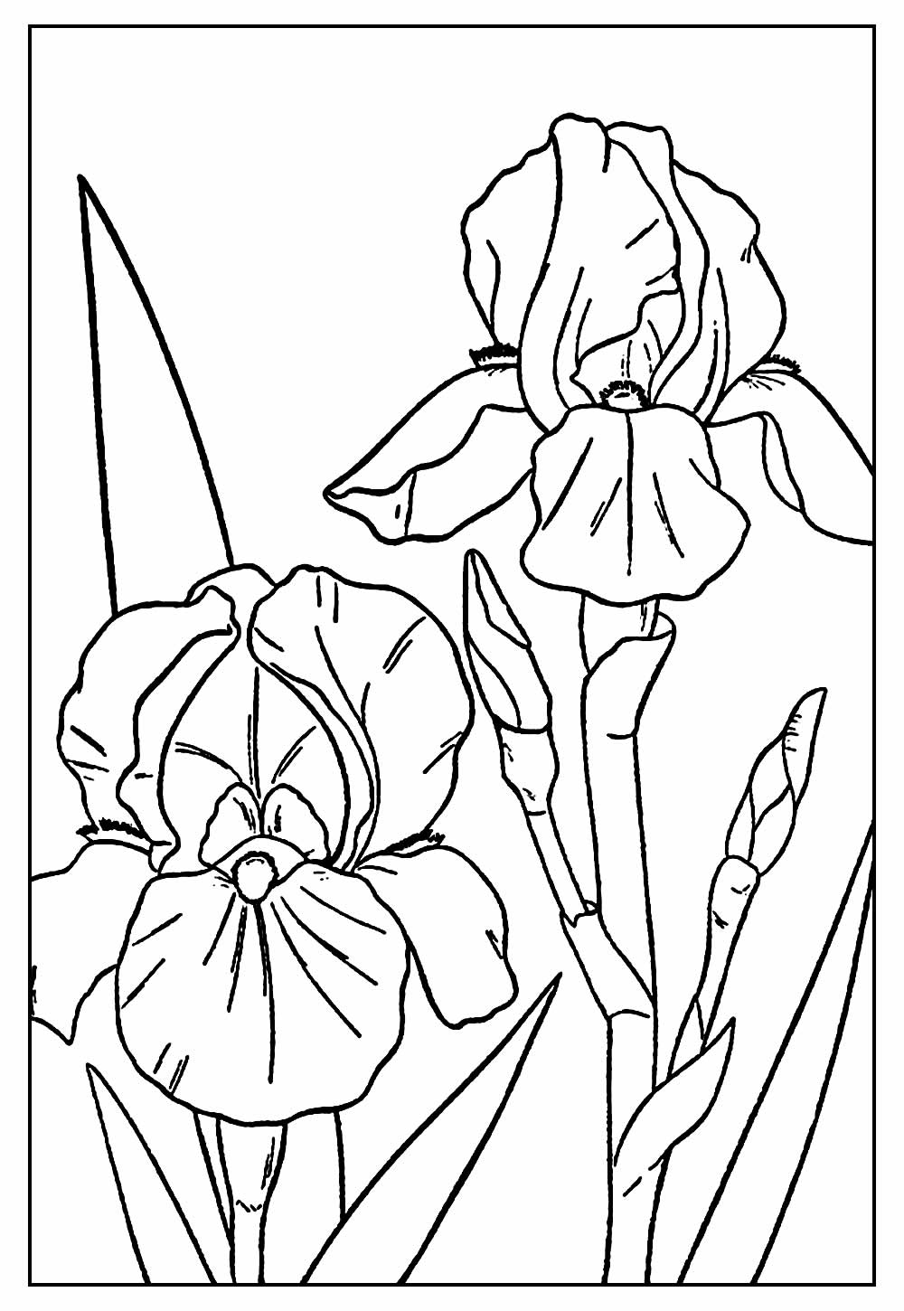 Desenhos de Orquídeas para colorir - Bora Colorir