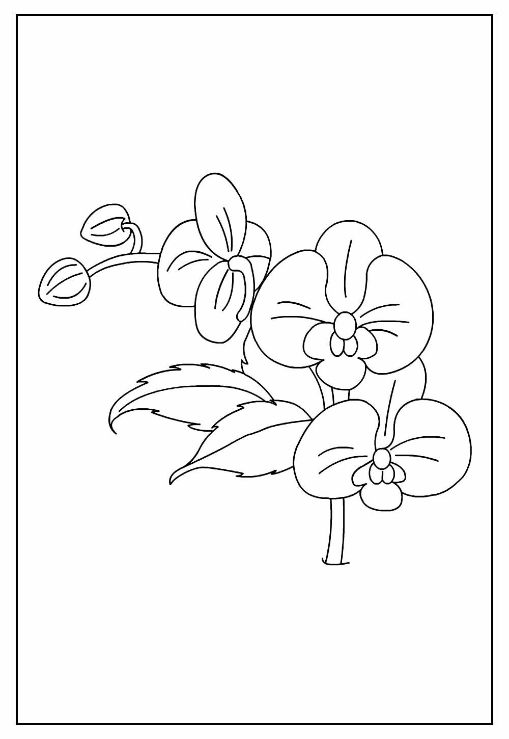 Desenho de Orquídeas para pintar