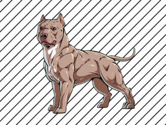 Desenhos de Pitbull para imprimir e colorir